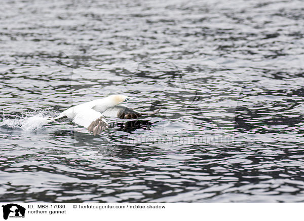 northern gannet / MBS-17930