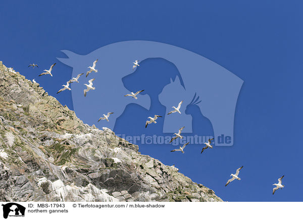 northern gannets / MBS-17943