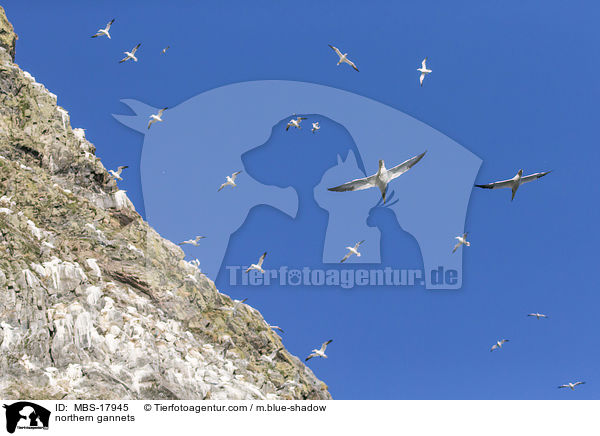 northern gannets / MBS-17945