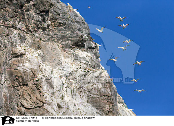 northern gannets / MBS-17946