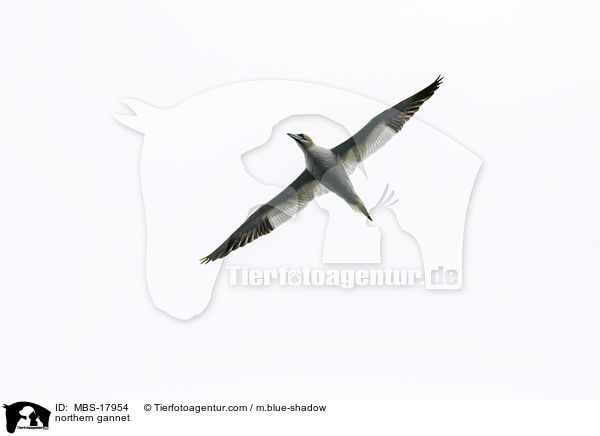 northern gannet / MBS-17954