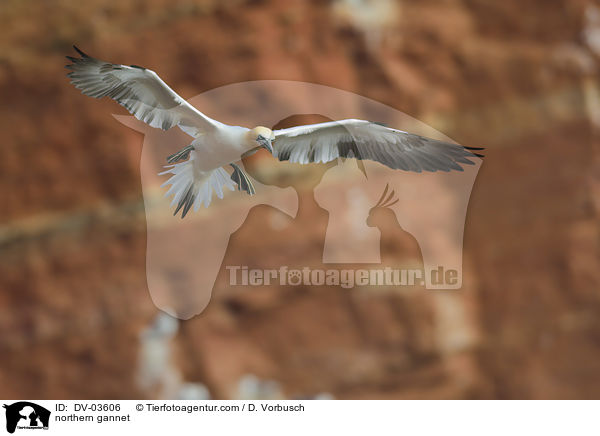 northern gannet / DV-03606