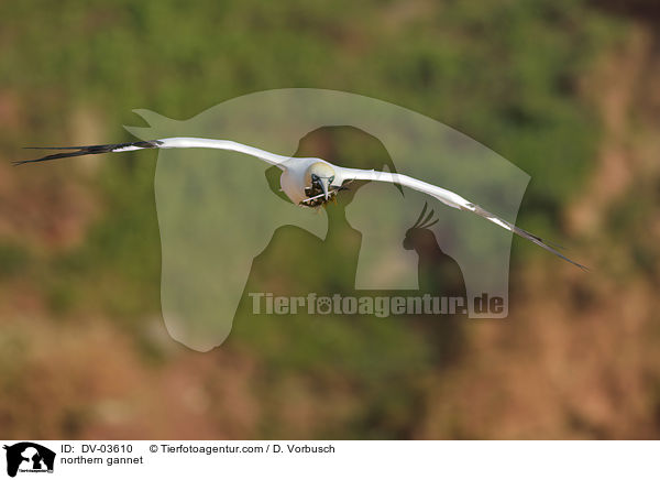 northern gannet / DV-03610