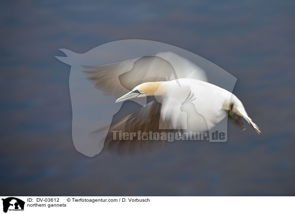 northern gannets / DV-03612