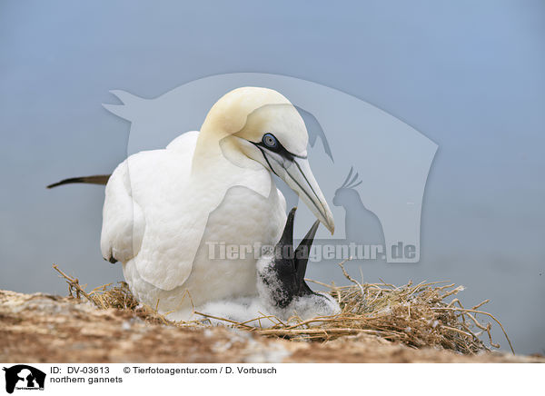 northern gannets / DV-03613