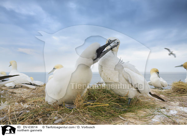northern gannets / DV-03614