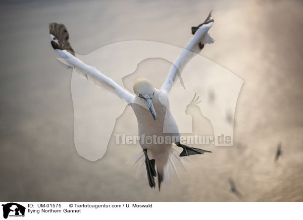 fliegender Basstlpel / flying Northern Gannet / UM-01575