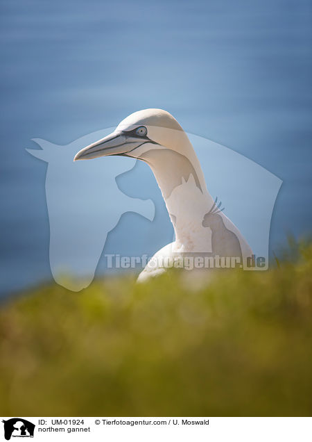 northern gannet / UM-01924