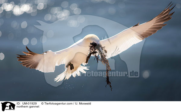 northern gannet / UM-01929