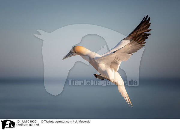 northern gannet / UM-01935