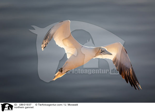 northern gannet / UM-01937