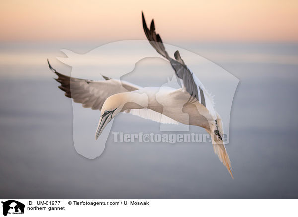 northern gannet / UM-01977