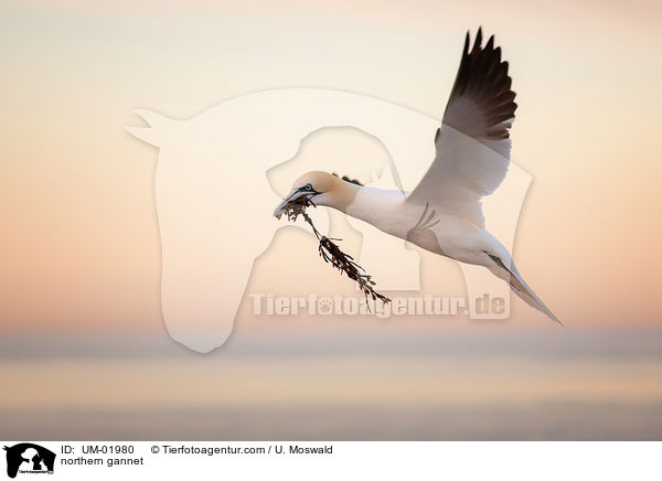 northern gannet / UM-01980