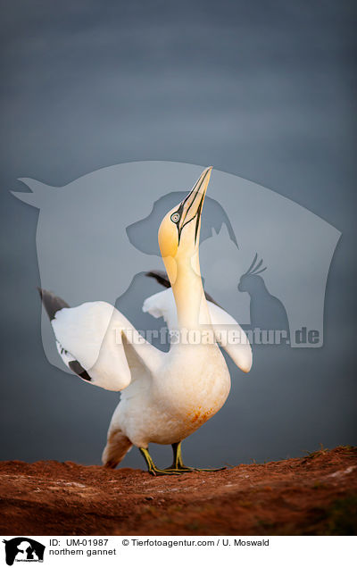 northern gannet / UM-01987