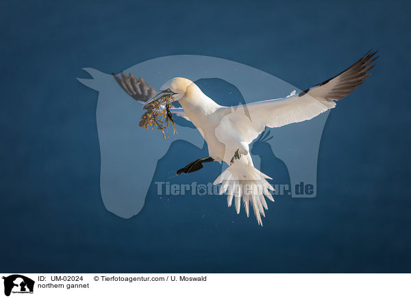 northern gannet / UM-02024