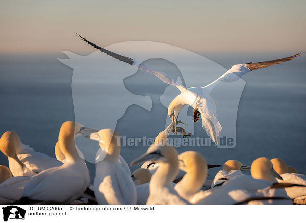 northern gannet / UM-02065