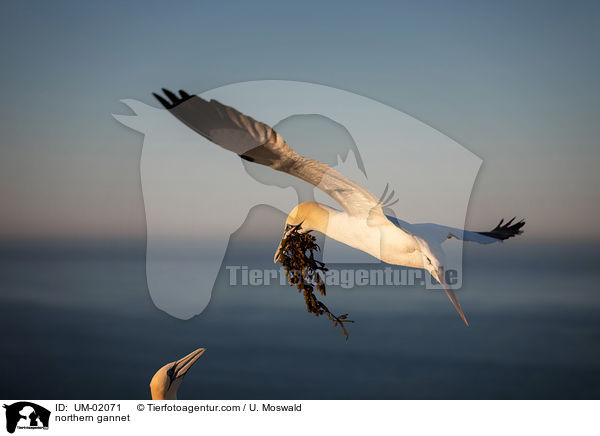 northern gannet / UM-02071