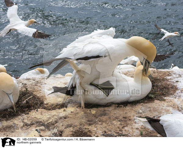 northern gannets / HB-02059