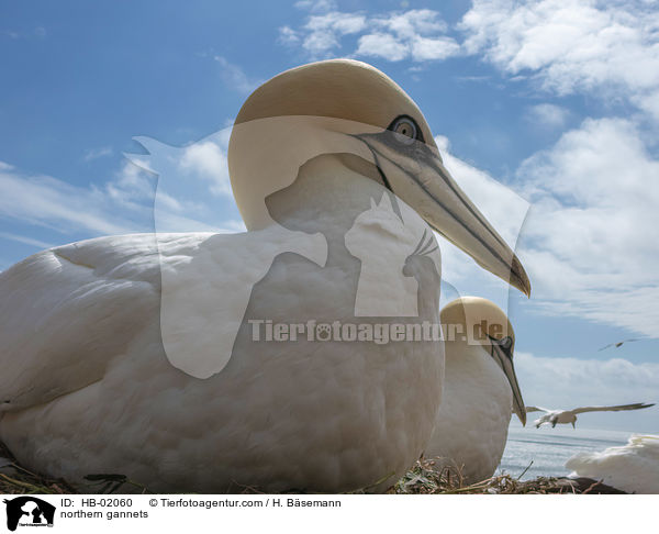 northern gannets / HB-02060