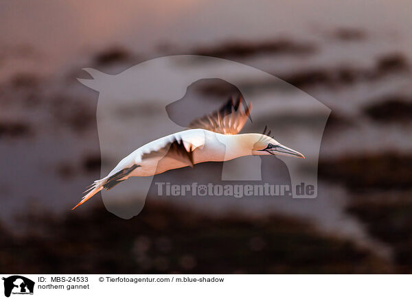 northern gannet / MBS-24533