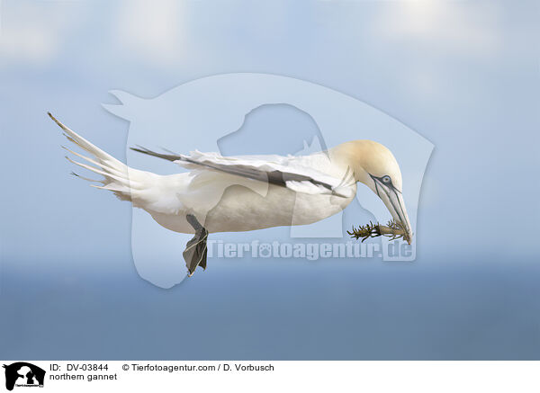 northern gannet / DV-03844