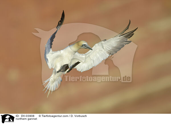 northern gannet / DV-03908