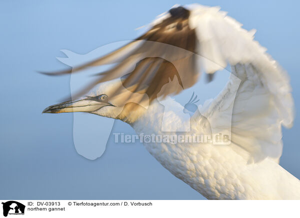 northern gannet / DV-03913
