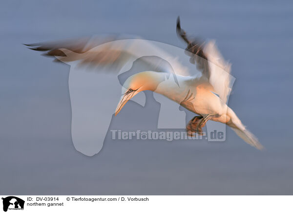 northern gannet / DV-03914