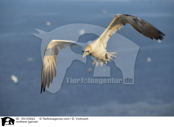 northern gannet / DV-03922
