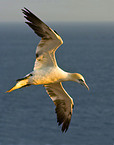 flying northern gannet