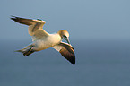 flying northern gannet