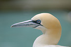 northern gannet