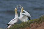 northern gannets