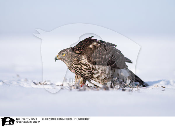 Goshawk in snow / HSP-01004