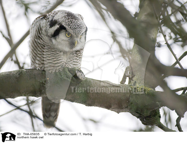 northern hawk owl / THA-05835