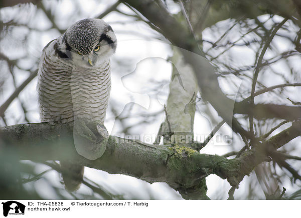 northern hawk owl / THA-05838