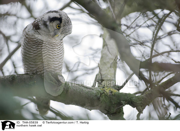 northern hawk owl / THA-05839