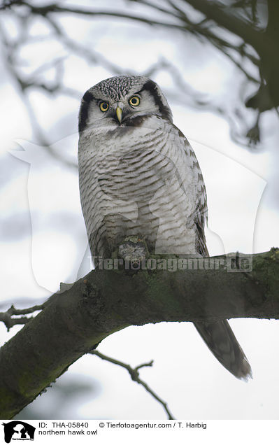 northern hawk owl / THA-05840