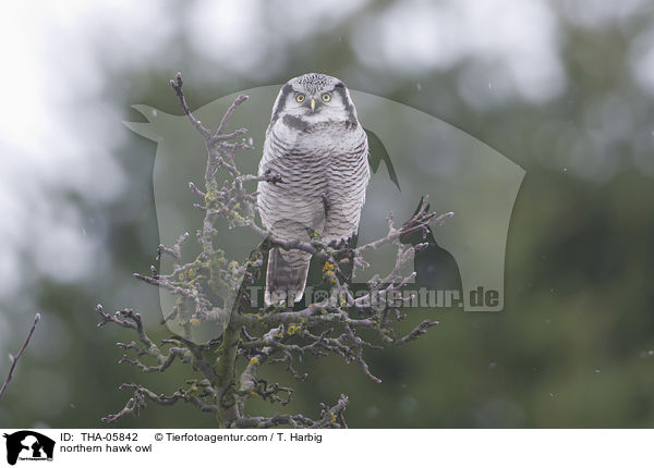 northern hawk owl / THA-05842