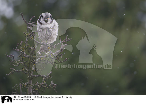 northern hawk owl / THA-05843