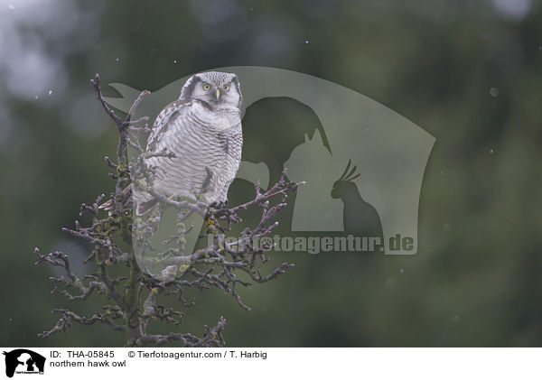 northern hawk owl / THA-05845