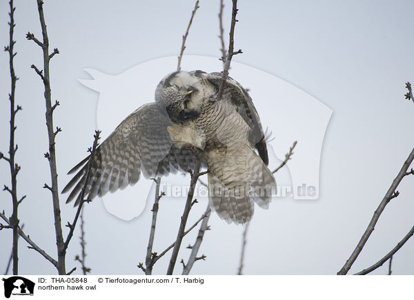 northern hawk owl / THA-05848