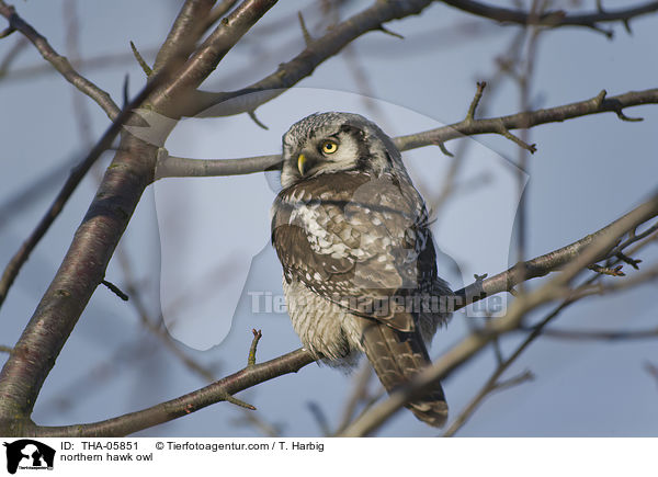 northern hawk owl / THA-05851