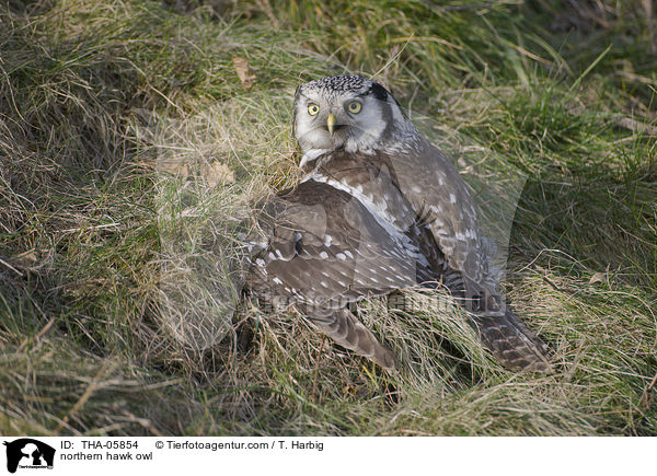 northern hawk owl / THA-05854