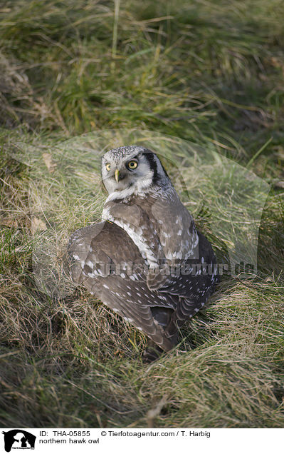 northern hawk owl / THA-05855