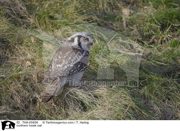 northern hawk owl / THA-05856