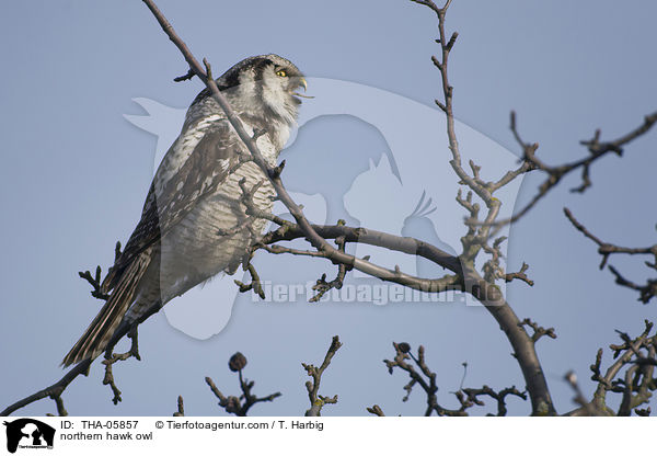 northern hawk owl / THA-05857