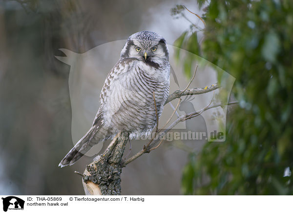northern hawk owl / THA-05869