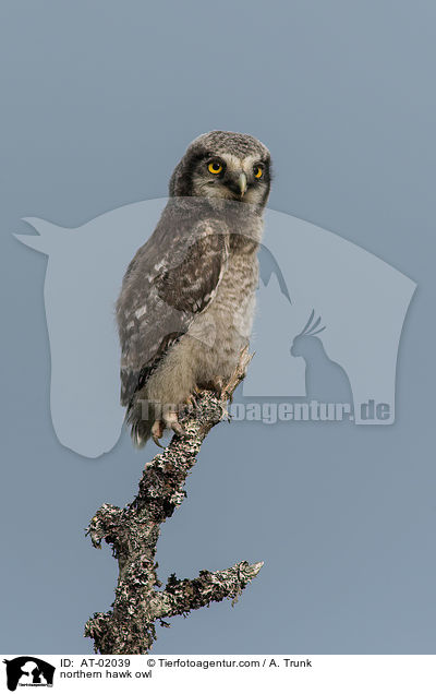 northern hawk owl / AT-02039