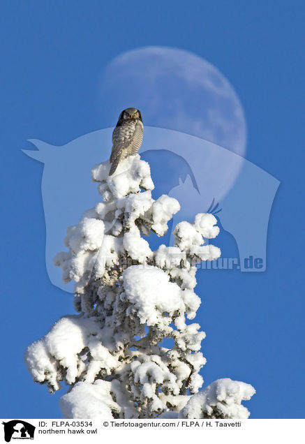 northern hawk owl / FLPA-03534